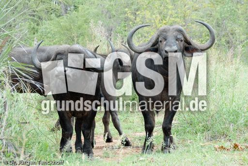 Afrikanischer Büffel (99 von 102).jpg